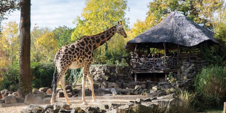 Hayvanat bahçesinde zürafa evi